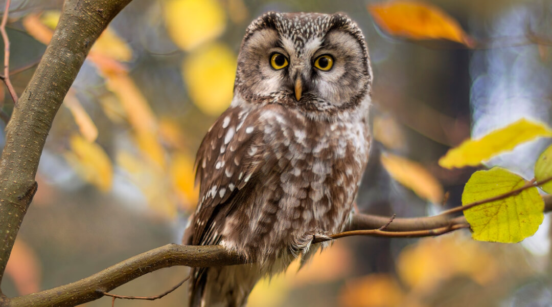 An owl in a tree.
