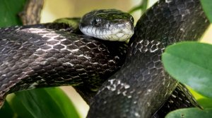 Photo of Black Snake